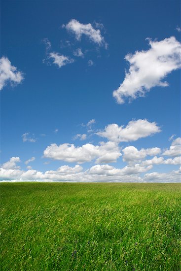 blue sky grass. beautiful grass blue sky and