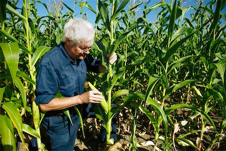 farmer looking at field - Farmer Inspecting Corn Stock Photo - Premium Royalty-Free, Code: 600-01715955
