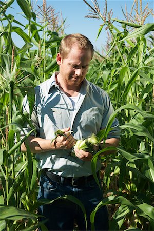 farmer looking at field - Farmer Inspecting Corn Stock Photo - Premium Royalty-Free, Code: 600-01715959