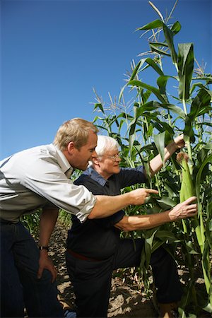 simsearch:700-00014936,k - Men Checking Corn in Cornfield Stock Photo - Premium Royalty-Free, Code: 600-01715978