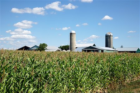 Bauernhof und Maisfeld Stockbilder - Premium RF Lizenzfrei, Bildnummer: 600-01716006