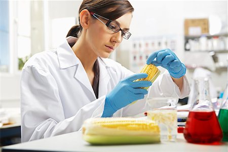 Scientist Examining Corn Stock Photo - Premium Royalty-Free, Code: 600-01764586