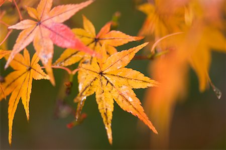 simsearch:600-03762602,k - Autumn Leaves, Kyoto, Kansai, Honshu, Japan Stock Photo - Premium Royalty-Free, Code: 600-01787902