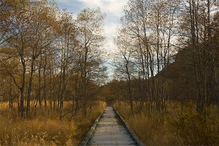 simsearch:700-03799558,k - Boardwalk through Marsh, Kushiro Shitsugen National Park, Hokkaido, Japan Stock Photo - Premium Royalty-Free, Code: 600-01787917