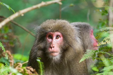 Yakushima Macaques, Yakushima, Kyushu, Japan Stock Photo - Premium Royalty-Free, Code: 600-01787975