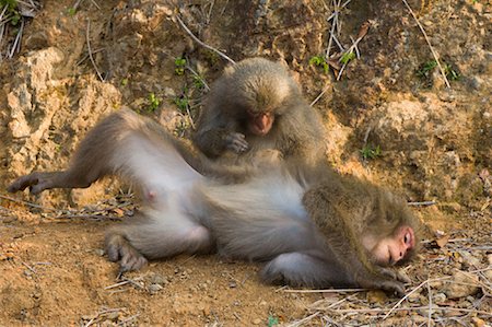 Macaques Grooming, Yakushima, Kyushu, Japan Stock Photo - Premium Royalty-Free, Code: 600-01787986