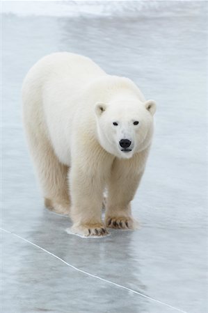 Polar Bear on Ice Stock Photo - Premium Royalty-Free, Code: 600-01837534