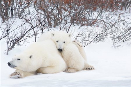 Polar Bears Huddled in Snow Stock Photo - Premium Royalty-Free, Code: 600-01837544