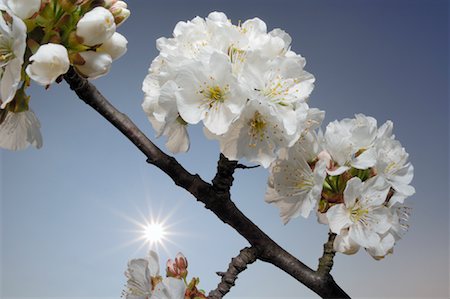 european cherry trees branches - Gros plan de fleurs de cerisier Photographie de stock - Premium Libres de Droits, Code: 600-01878948