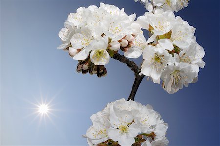 european cherry trees branches - Close-up of Cherry Blossom Foto de stock - Sin royalties Premium, Código: 600-01878949