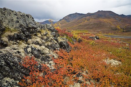 Alpine Tundra in Autumn, Tombstone Territorial Park, Yukon, Canada Stock Photo - Premium Royalty-Free, Code: 600-01954714