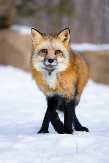 red fox eyes. Portrait of Red Fox,