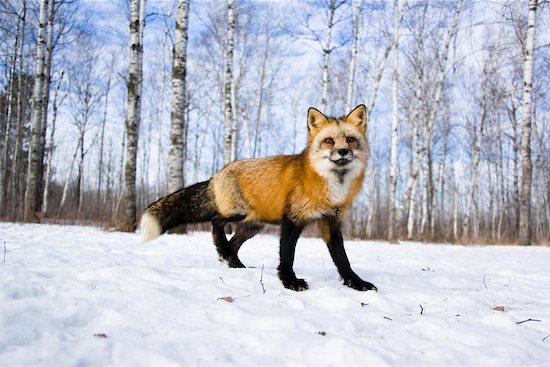 red fox eyes. Portrait of Red Fox,