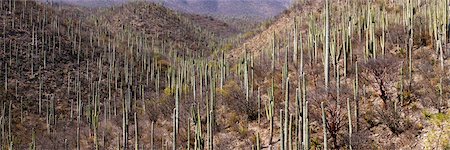 simsearch:600-03446089,k - Overview of Cactus Forest, Oaxaca, Mexico Foto de stock - Sin royalties Premium, Código: 600-02045972