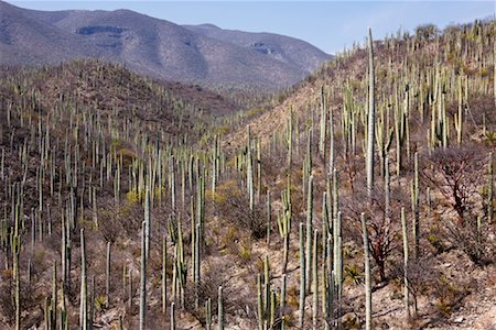 simsearch:600-03004085,k - Overview of Cactus Forest, Oaxaca, Mexico Stock Photo - Premium Royalty-Free, Code: 600-02045973