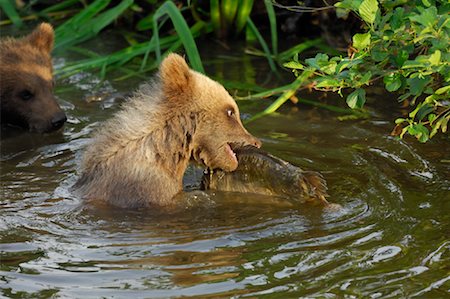 river fishing bear - Young Brown Bear Catching Fish Stock Photo - Premium Royalty-Free, Code: 600-02046298