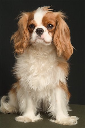 simsearch:600-01695284,k - Portrait of King Charles Spaniel Stock Photo - Premium Royalty-Free, Code: 600-02046389