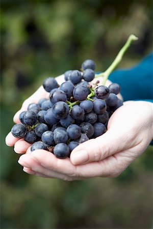 Close-up of Person Holding Grapes Stock Photo - Premium Royalty-Free, Code: 600-02046471