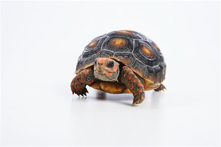 Turtle Stock Photo - Premium Royalty-Free, Code: 600-02055775