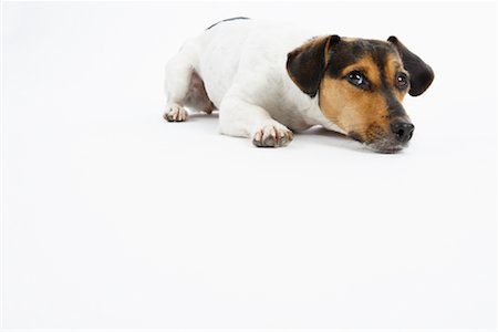 simsearch:600-02055834,k - Portrait of Dog Stock Photo - Premium Royalty-Free, Code: 600-02055819