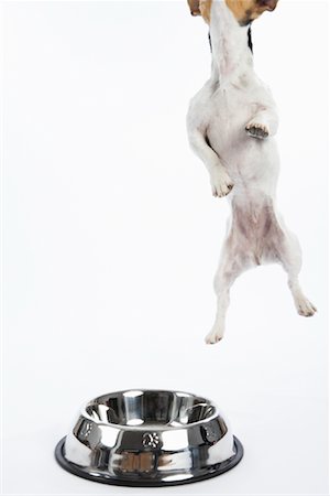 simsearch:600-02055834,k - Dog Jumping by Large Bowl Stock Photo - Premium Royalty-Free, Code: 600-02055825