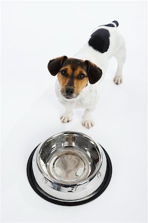 simsearch:600-02055834,k - Dog with Large Bowl Stock Photo - Premium Royalty-Free, Code: 600-02055826