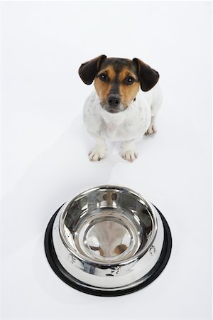 simsearch:600-02055834,k - Dog with Large Bowl Stock Photo - Premium Royalty-Free, Code: 600-02055827