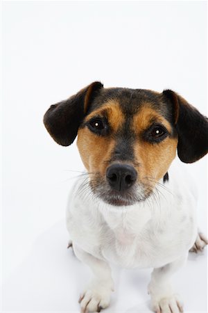simsearch:600-02055834,k - Portrait of Dog Stock Photo - Premium Royalty-Free, Code: 600-02055828