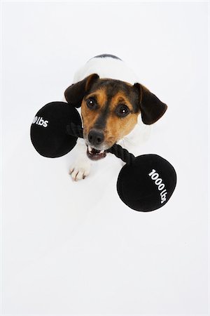 simsearch:600-02055834,k - Dog with Dumbbells Stock Photo - Premium Royalty-Free, Code: 600-02055829