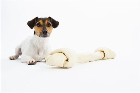 simsearch:600-02055834,k - Portrait of Dog with Large Rawhide Bone Stock Photo - Premium Royalty-Free, Code: 600-02055820