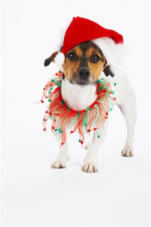 dog christmas pictures - Dog with Christmas Collar and Santa Hat Stock Photo - Premium Royalty-Free, Code: 600-02055834