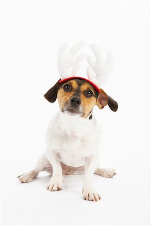 simsearch:600-02055834,k - Dog with Reindeer Hat Stock Photo - Premium Royalty-Free, Code: 600-02055830