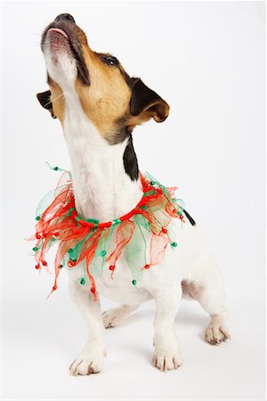 simsearch:600-02055834,k - Dog with Christmas Collar Stock Photo - Premium Royalty-Free, Code: 600-02055832