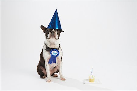 simsearch:600-02055834,k - Dog with Prize Ribbon and Party Items Stock Photo - Premium Royalty-Free, Code: 600-02055857