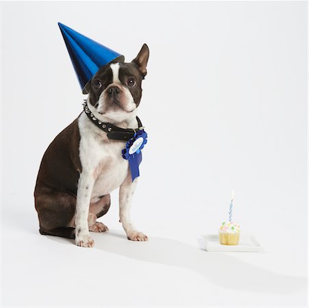 funny pose - Dog with Prize Ribbon and Party Items Stock Photo - Premium Royalty-Free, Code: 600-02055858