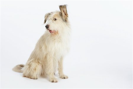 simsearch:600-02055834,k - Portrait of Dog Stock Photo - Premium Royalty-Free, Code: 600-02055859
