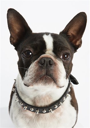 french bulldog - Portrait of Dog Stock Photo - Premium Royalty-Free, Code: 600-02055853