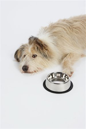 simsearch:600-02055834,k - Dog by Food Dish Stock Photo - Premium Royalty-Free, Code: 600-02055866