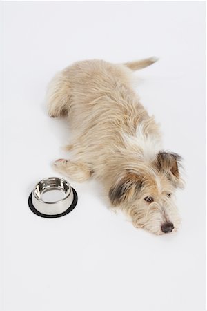 simsearch:600-02055834,k - Dog by Food Dish Stock Photo - Premium Royalty-Free, Code: 600-02055867