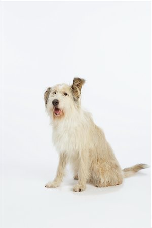 simsearch:600-02055834,k - Portrait of Dog Stock Photo - Premium Royalty-Free, Code: 600-02055860