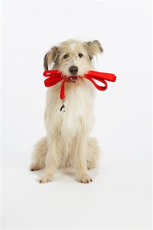 simsearch:600-02055834,k - Portrait of Dog with Leash Stock Photo - Premium Royalty-Free, Code: 600-02055861