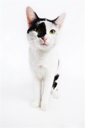 simsearch:600-02055834,k - Portrait of Cat Stock Photo - Premium Royalty-Free, Code: 600-02055879