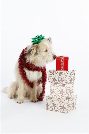 simsearch:600-02055834,k - Dog with Decorations and Presents Stock Photo - Premium Royalty-Free, Code: 600-02055870