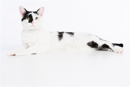 simsearch:600-02055834,k - Portrait of Cat Stock Photo - Premium Royalty-Free, Code: 600-02055880