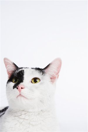 simsearch:600-02055834,k - Portrait of Cat Stock Photo - Premium Royalty-Free, Code: 600-02055881