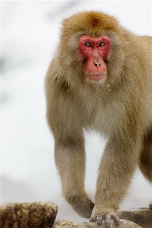 simsearch:600-01015188,k - Close-up of Japanese Macaque, Jigokudani Onsen, Nagano, Japan Stock Photo - Premium Royalty-Free, Code: 600-02056298
