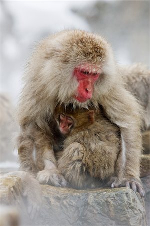 Mother and Young Japanese Macaques, Jigokudani Onsen, Nagano, Japan Stock Photo - Premium Royalty-Free, Code: 600-02056306