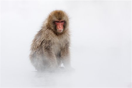 Portrait of Japanese Macaque, Jigokudani Onsen, Nagano, Japan Stock Photo - Premium Royalty-Free, Code: 600-02056307