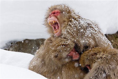 Yawning Japanese Macaque in Huddle, Jigokudani Onsen, Nagano, Japan Stock Photo - Premium Royalty-Free, Code: 600-02056319