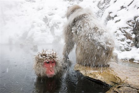 spring (body of water) - Japanese Macaques at Jigokudani Onsen, Nagano, Japan Stock Photo - Premium Royalty-Free, Code: 600-02056310